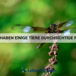 Wie schaffe ich ein tierfreundliches Zuhause?
