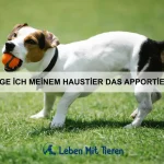 Wie kann ich meinem Haustier das Alleinsein beibringen?