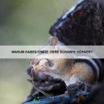 Wie kann ich meinem Haustier eine gesunde Ernährung bieten?
