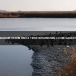 Welche Tiere haben die schärfsten Sinne?