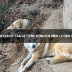 Warum haben einige Tiere besonders große Nasen?