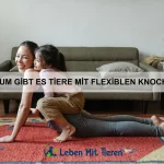 Wie kann ich meinem Haustier helfen, sich sicher zu fühlen?