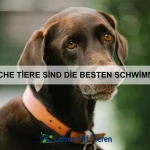 Wie erkenne ich eine Mangelernährung bei meinem Haustier?