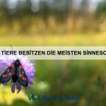 Warum gibt es fliegende Säugetiere?