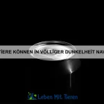 Welche Tiere haben die ungewöhnlichsten Hautstrukturen?