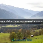 Wie erkenne ich eine allergische Reaktion bei meinem Haustier?