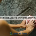 Wie trainiere ich mein Haustier mit positiver Verstärkung?