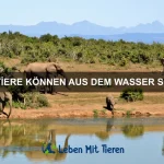 Wie kann ich meinem Haustier das Fressen aus der Hand beibringen?
