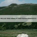Wie erkenne ich eine Vergiftung bei meinem Haustier?