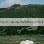 Warum gibt es Tiere mit mehreren Herzen?