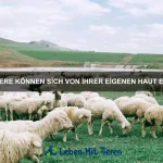 Wie kann ich mein Haustier vor Parasiten schützen?