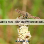 Warum gibt es Tiere mit extrem langen Wimpern?