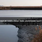 Warum haben einige Tiere eingebaute Schutzmechanismen gegen Hitze?