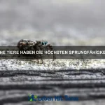 Wie trainiere ich meine Katze richtig?