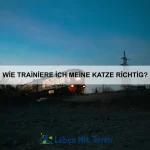 Wie kann ich meinem Haustier beibringen, leise zu sein?