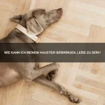 Wie trainiere ich meine Katze richtig?