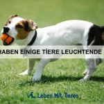 Wie erkenne ich eine Erkältung bei meinem Haustier?