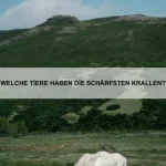 Warum gibt es Tiere, die ihre Körperfarbe wechseln?