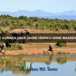 Warum gibt es Tiere, die ihre Körperfarbe wechseln?