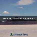 Wie bringe ich meinem Haustier das Verhalten in der Öffentlichkeit bei?