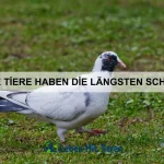 Welche Tiere haben die ungewöhnlichsten Jagdstrategien?