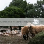 Welche Tiere können auf Wasser laufen?