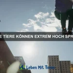 Wie kann ich meinem Haustier helfen, sich an andere Tiere zu gewöhnen?