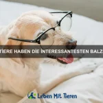 Wie erkenne ich, ob mein Haustier krank ist?