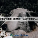 Welche Tiere sind am besten an kalte Temperaturen angepasst?
