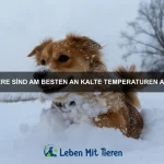 Wie erkenne ich, ob mein Haustier krank ist?