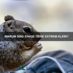 Welche Tiere sind am besten an kalte Temperaturen angepasst?