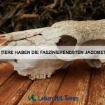Warum haben einige Insekten leuchtende Körper?