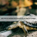 Welche Tiere besitzen die schärfsten Sinne?