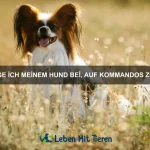 Warum haben Fledermäuse so gute Orientierungssinne?