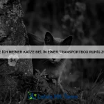 Wie bringe ich meinem Hund bei, auf Kommandos zu hören?