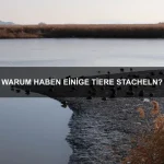 Warum haben Zebras Streifen?