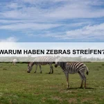 Warum haben einige Tiere Stacheln?