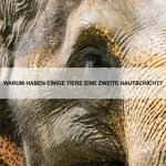 Warum haben Zebras Streifen?