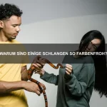 Wie erkenne ich eine allergische Reaktion bei meinem Haustier?