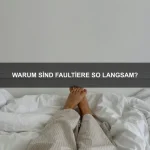 Wie kann ich meinen Hund an eine neue Umgebung gewöhnen?