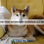 Welche Tiere haben die stärksten Kiefermuskeln?