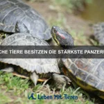 Warum haben einige Tiere schützende Federn?