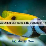 Wie erkenne ich, ob mein Haustier ein gesundes Gewicht hat?