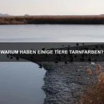 Wie erkenne ich, ob mein Haustier genug frisst?
