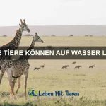 Warum haben einige Tiere Tarnfarben?