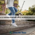 Wie bringe ich meinem Hund bei, ruhig zu bleiben?