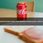 Warum haben einige Tiere extrem gute Reflexe?