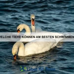 Welche Tiere haben die stärksten Muskeln?