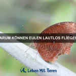 Welche Tiere haben die stärksten Muskeln?