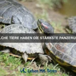 Welche Tiere haben die größten Gehirne im Vergleich zu ihrem Körper?